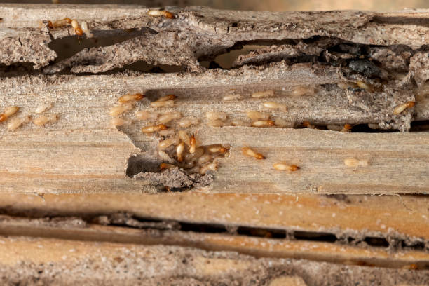 Best Pest Control Treatment  in Sheffield, AL